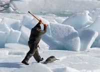 seal_hunt