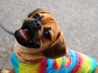 Vancouver_s next top dog