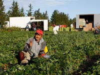 Temporary-foreign-farm-workers-in-Canada