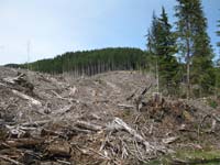Saving BCs forests through the trees