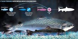 Transgenic-salmon-anyone