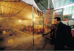 New-strain-of-bird-flu-spreading-fast-in-Asia
