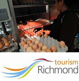 Organic egg farm thriving in Richmond