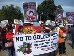 Militant-farmers-destroy-Golden-Rice-facility