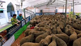 Canadian-lambs-to-the-slaughter-in-Singapore