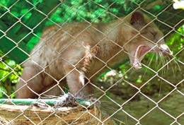 A-pricey-harvest-from-animal-abuse