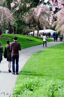 No-strangers-under-cherry-trees