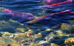 Salmon-rush-comes-to-Kamloops