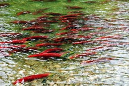 Nothing-fishy-about-record-salmon-returns-in-BC