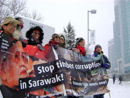 Mounties-urged-to-probe-rainforest-dollars-in-Canada