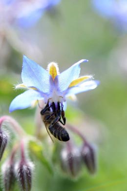 Lower-Mainland-university-offers-first-beekeeping-program
