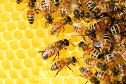 Beekeeping-program-begins-summer-2015-in-Vancouver