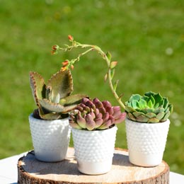 Got-Craft_Green-With-Envy