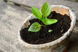 Growing-Chinese-vegetables