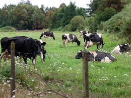 Trade-deals-will-milk-Canadians-in-the-long-run