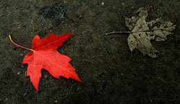 Canadians-still-conflicted-about-newcomers