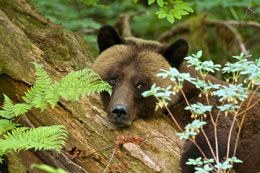 BCs-unbearable-trophy-hunt-must-end
