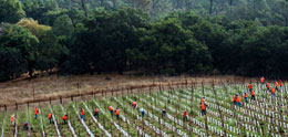 Napa-Valley_s-water-war-with-Big-Wine
