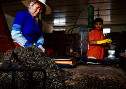 Documentary-features-little-known-culture-of-tea