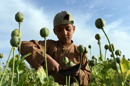 Most-of-heroin-consumed-in-Canada-is-of-Afghan-origin