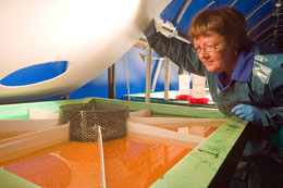 Seafood-industry-pumps-millions-into-BC-economy