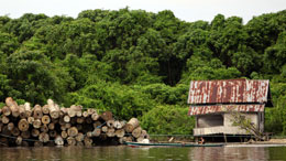 Alarming-destruction-of-Asias-forests_UN-study