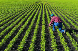 Food-politics-push-Canadas-urban-rural-gap