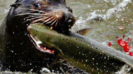 Pressure-mounts-for-a-seal-harvest-in-BC