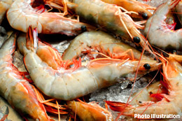 Be-wary-of-Asian-shrimp-containing-antibiotic-resistant-bacteria