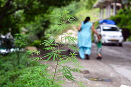 Pot-players-eye-Asia-as-new-cannabis-frontier