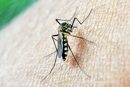 National-alert-over-increasing-dengue-cases