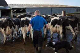 Welfare-program-for-dairy-industry-wont-save-it