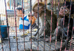 Virus-outbreak-exposes-perils-of-wildlife-trade