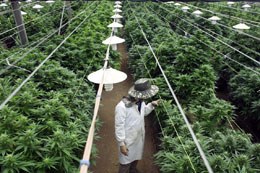 Asia-on-the-hunt-for-Canada-cannabis-tech