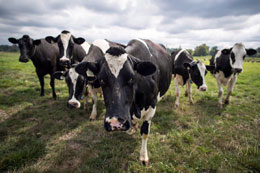 Governments-farm-aid-reflects-urban-rural-divide
