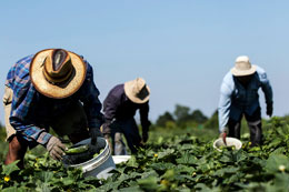 COVID-19-hitting-Canadian-farms