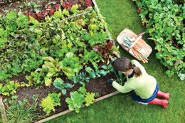 Pandemic-gardening_the-new-Canadian-pastime