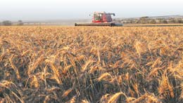 Food-sector-gets-help-but-there-are-gaps