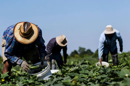 A-disproportionate-death-burden-among-immigrants