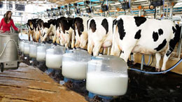 Dairy-Commission-milking-consumers