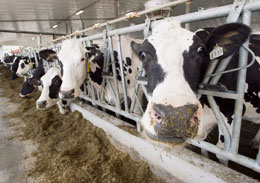 Farming-is-losing-to-misguided-urban-politics