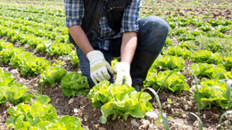 Lessons-from-the-lettuce-shortage