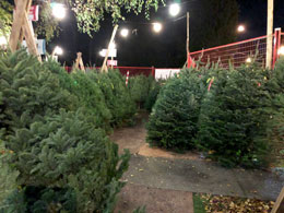 Aunt-Leahs-Christmas-trees-provide-hope-for-young-moms