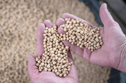 Gene-editing-a-crucial-step-to-global-food-security