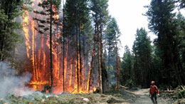 Canadas-burning-because-of-bad-forest-policy