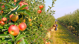 Climate-change-impacts-Canadian-dietary-choices
