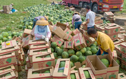 Food-industry-in-the-spotlight-at-COP28