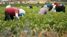 Temporary-immigration-programs-pushing-down-wage-growth