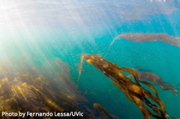 Researchers-race-to-restore-kelp-forests