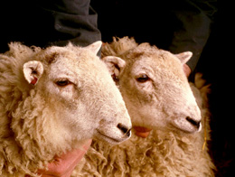 Youll-soon-be-eating-cloned-meat-without-knowing-it